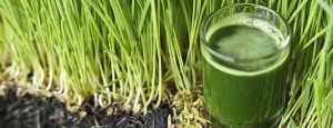 Health Benefits of Wheatgrass one of top superfoods
