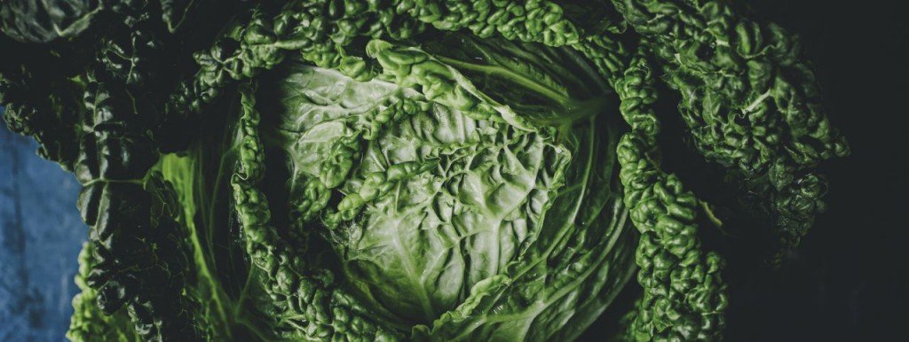Fresh cabbage that's great in a high fiber diet for weight loss