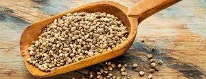 Hemp seeds in a wooden spoon