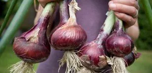 Onion