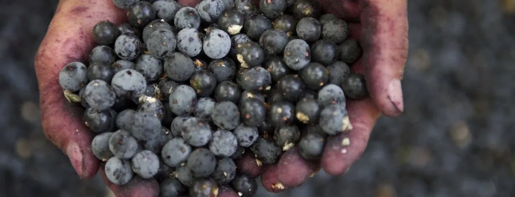Hands holding small dark berries