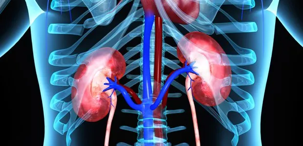 kidneys