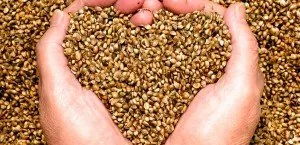 Hands holding hemp seeds