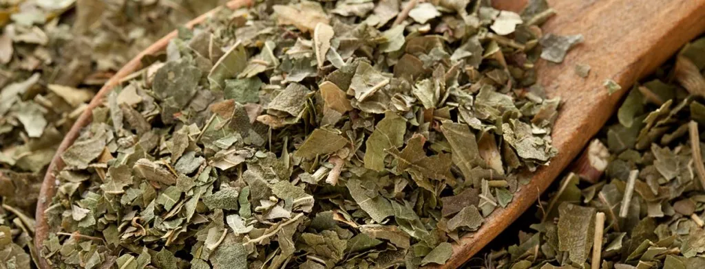 Dried tea leaves on a wooden spoon