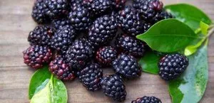 Black raspberries