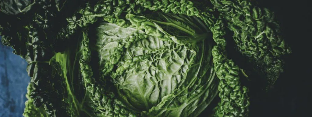Close-up of a cabbage