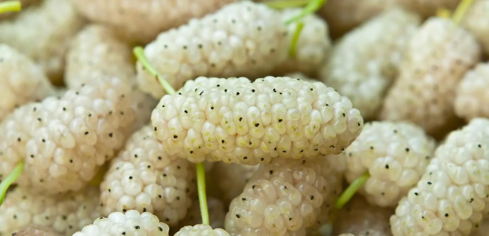 Fresh white mulberries
