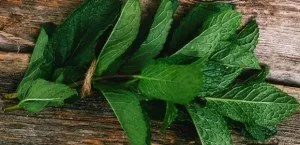 Peppermint