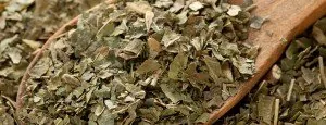 Dried tea leaves on a wooden spoon