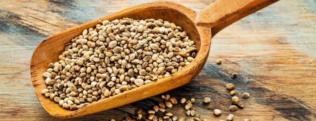 Hemp seeds in a wooden spoon