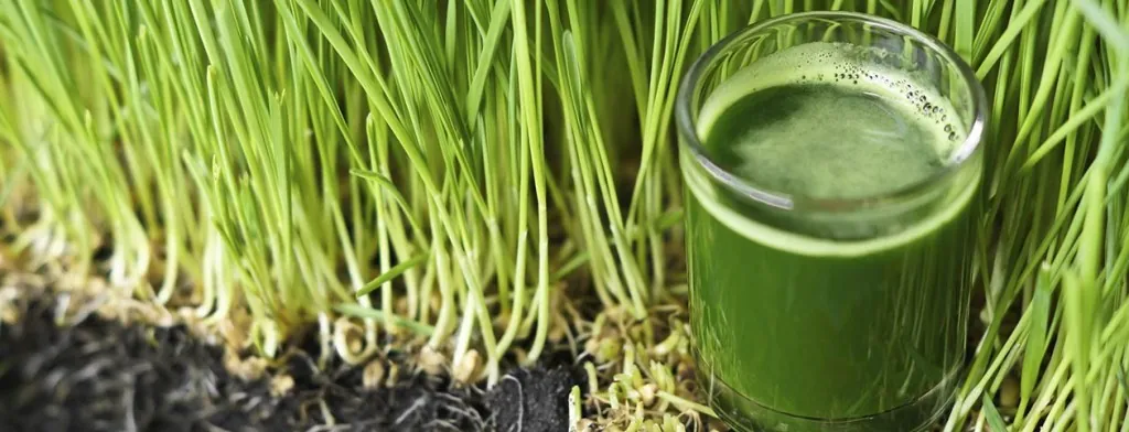 Glass of wheatgrass juice beside growing wheatgrass