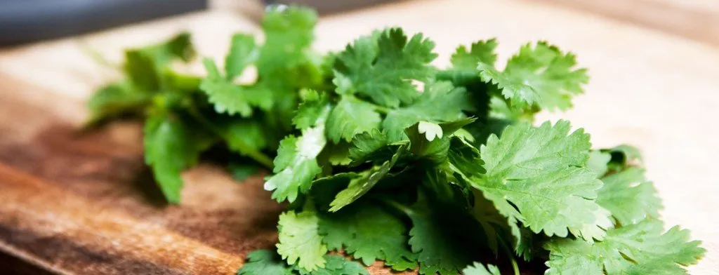Fresh cilantro on a chopping board