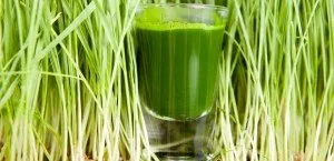 Wheatgrass