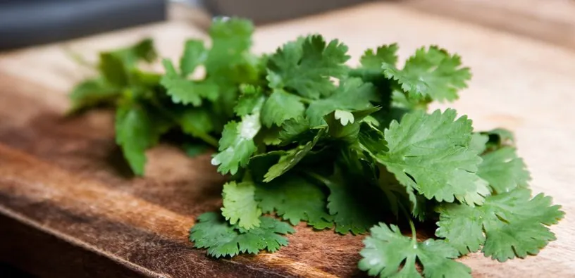 Cilantro leaves on a chopping board