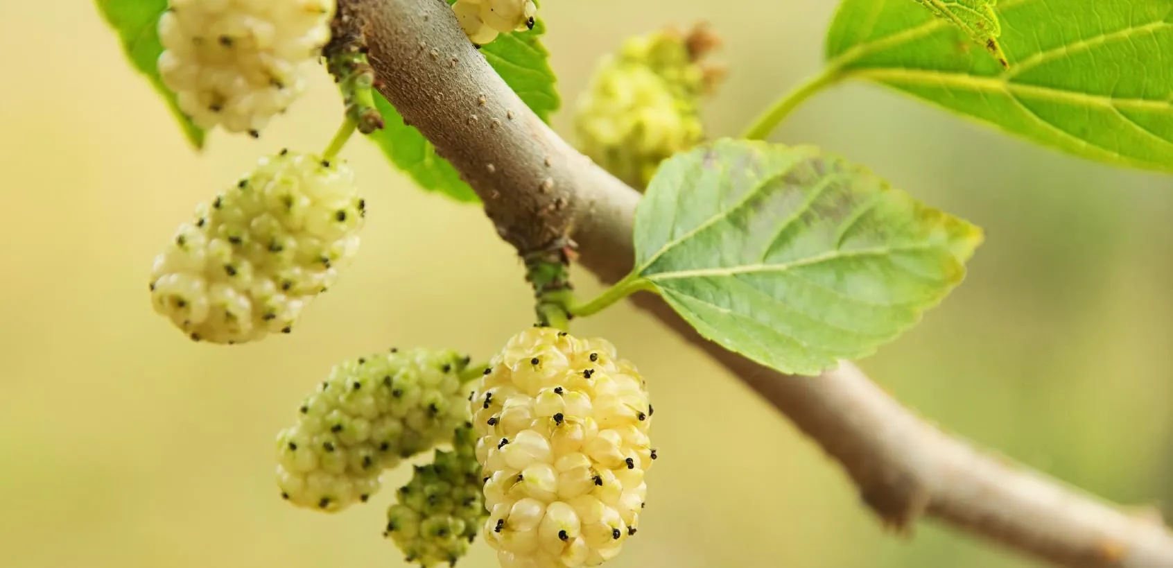 White mulberries growing on a leafy branch