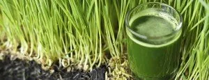 Glass of wheatgrass juice beside growing wheatgrass
