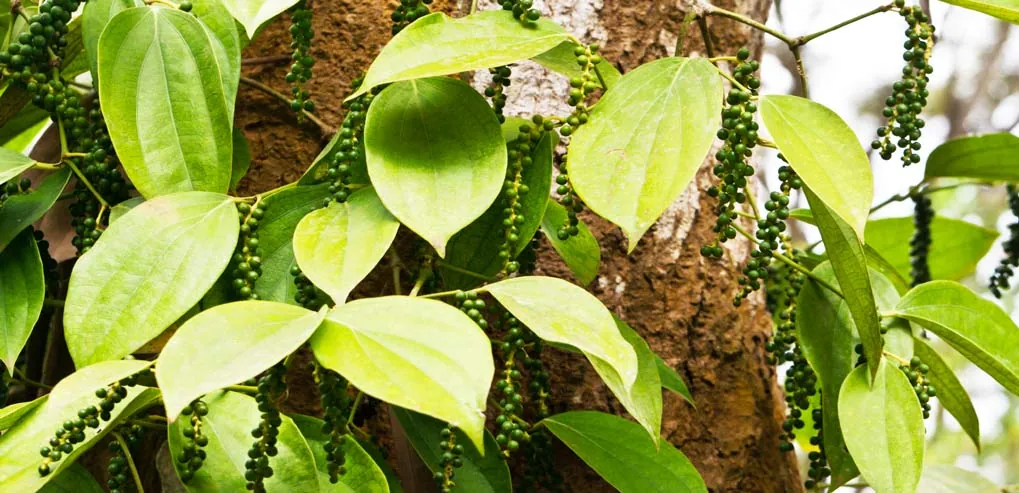 Peppercorns growing on a leafy vine