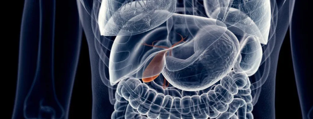 Anatomical illustration of abdominal organs